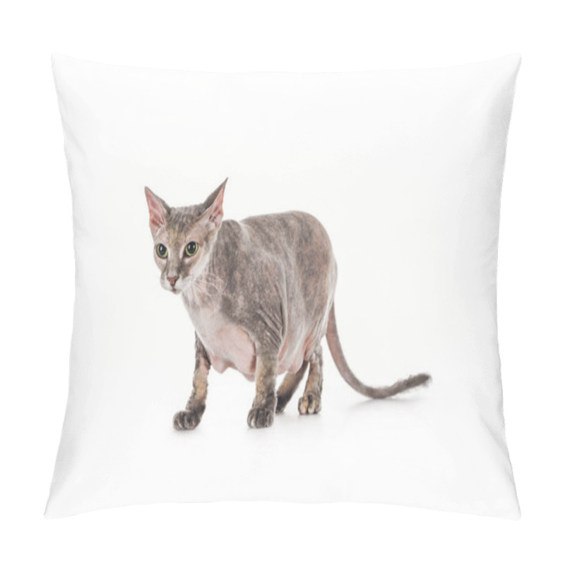 Personality  Scared Domestic Grey Sphynx Cat Standing Isolated On White Pillow Covers