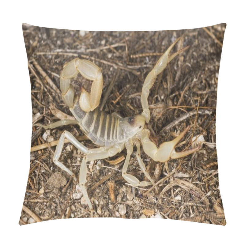 Personality  Giant Desert Hairy Scorpion (Hadrurus Arizonensis) Pillow Covers