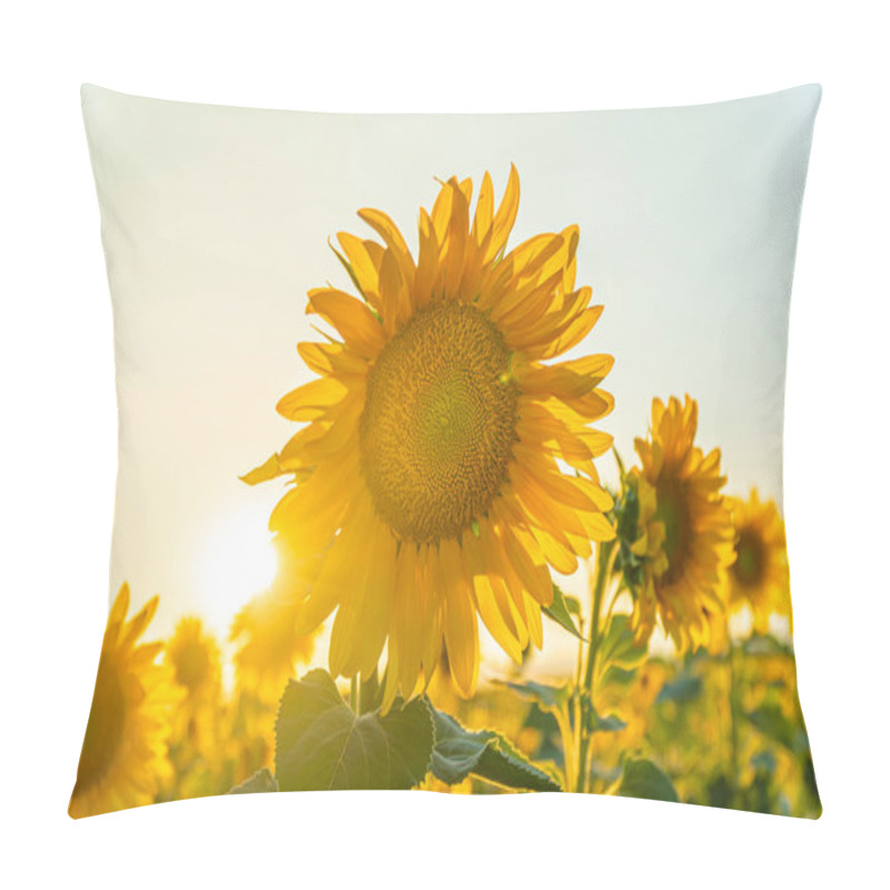 Personality  Field Of Blooming Sunflowers On A Background Sunset In Valensole Pillow Covers