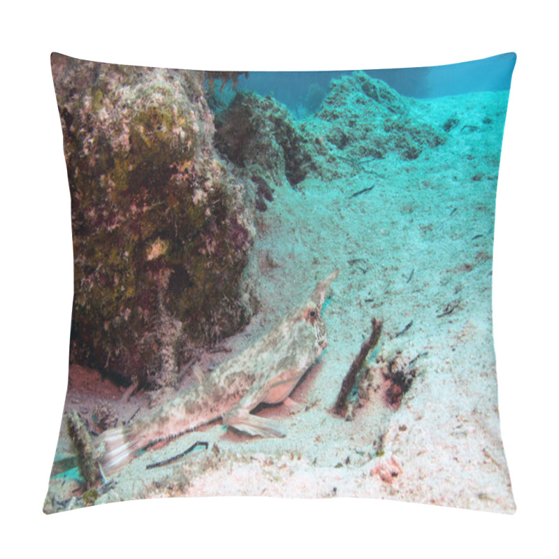 Personality  Longnose Batfish In Belize Barrier Reef - Ogcocephalus Corniger Pillow Covers