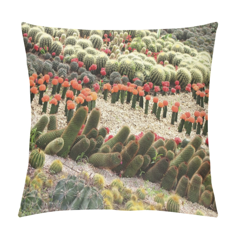 Personality  Different Cactuses In Open Space Pillow Covers