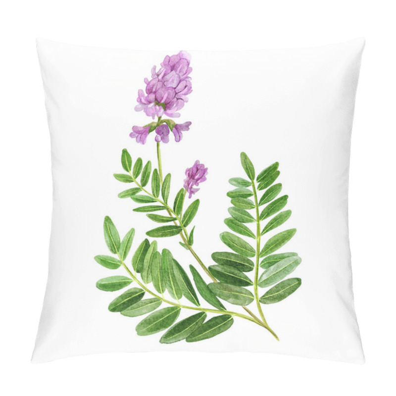 Personality  Astragalus With Flowers And Leaves, Medical Tea Herb Pillow Covers