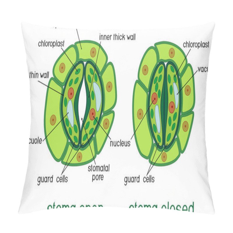 Personality  Structure Of Stomatal Complex With Open And Closed Stoma With Titles Pillow Covers