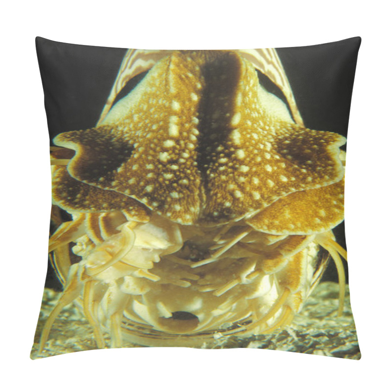 Personality  Nautilus, Nautilus Macromphalus, Natural Background     Pillow Covers