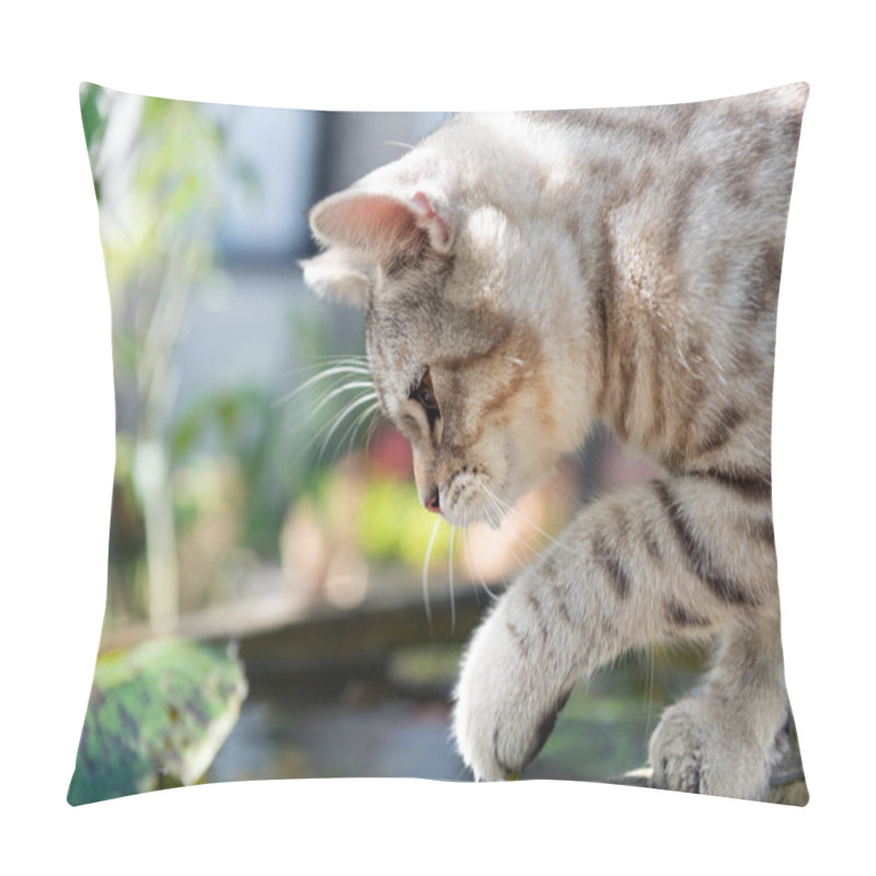 Personality  Lovely Cute Tubby Cat With  Beautiful Yellow Eyes Over Lotus Pon Pillow Covers