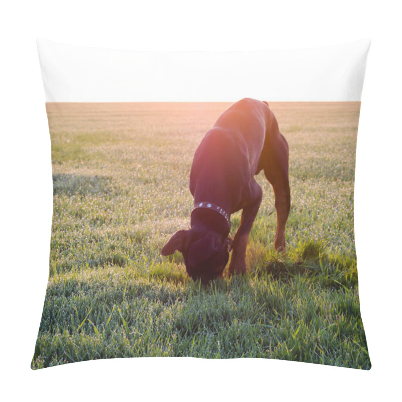 Personality  Doberman Dog Digs Hard Soil And Tears The Grass With His Teeth In Search Of A Rodent Or Ground Squirrel In The Green Field Of Winter Wheat In Late Autumn, Early Morning In The Frost Against The Backdrop Of The Rising Sun. Pillow Covers