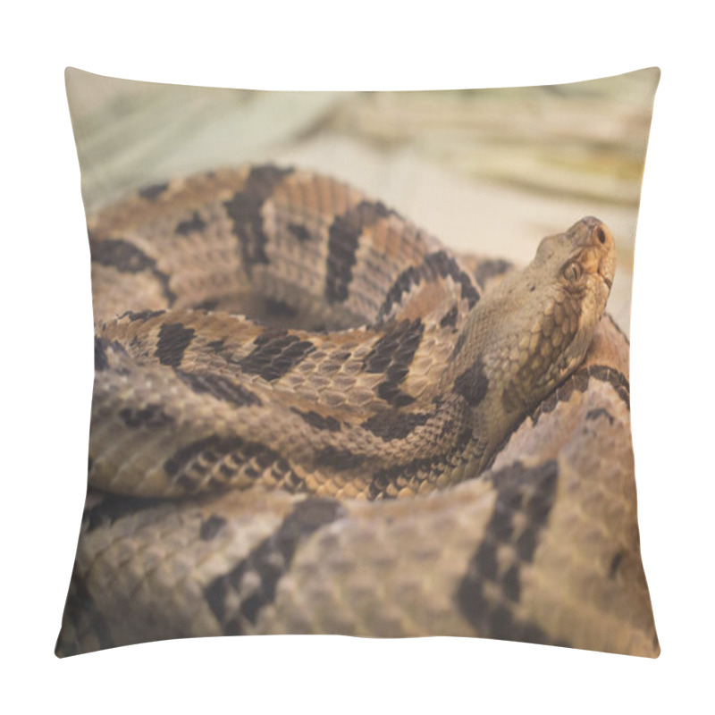 Personality  Close Up Of A Canebrake Rattlesnake (Crotalus Horridus) In A Coil Pillow Covers