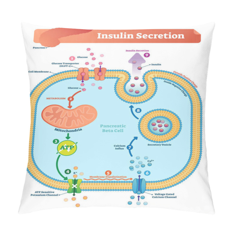 Personality  Insulin Secretion Vector Illustration. Biological Pancreas Function. Pillow Covers