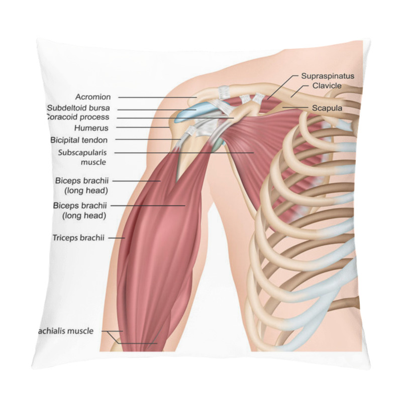 Personality  Muscles Of Shoulder And Arm 3d Medical Vector Illustration On White Background Pillow Covers