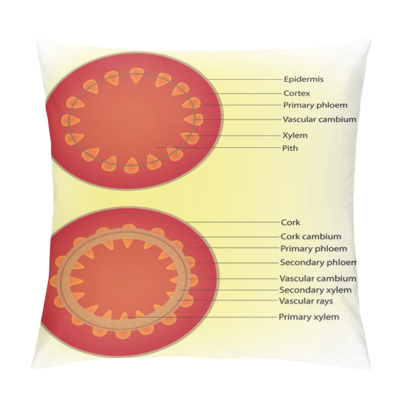 Personality  The Process Of Secondary Growth Of Dicot Woody Plant Pillow Covers