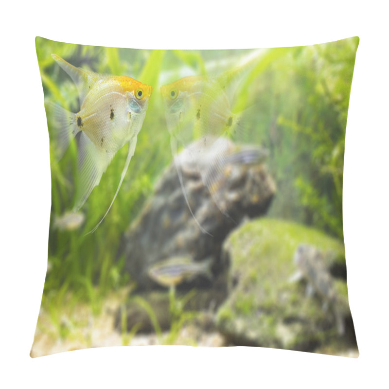 Personality  Angelfish Looking Mirror  Glass-  Fish Pillow Covers