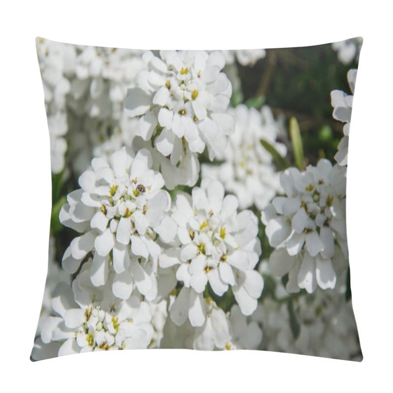 Personality  Iberis Sempervirens Field Blooming. Beautiful White Small Flowers In The Garden. Floral Background Pillow Covers