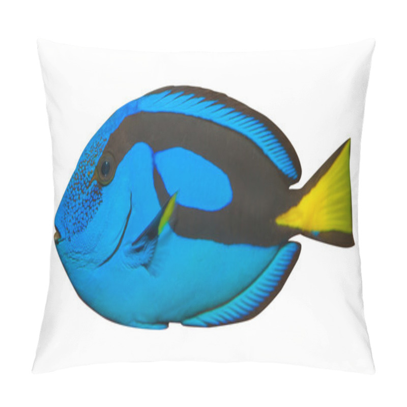 Personality  Blue Tang, Regal Tang Isolated On White Background. (Paracanthurus Hepatus) Pillow Covers