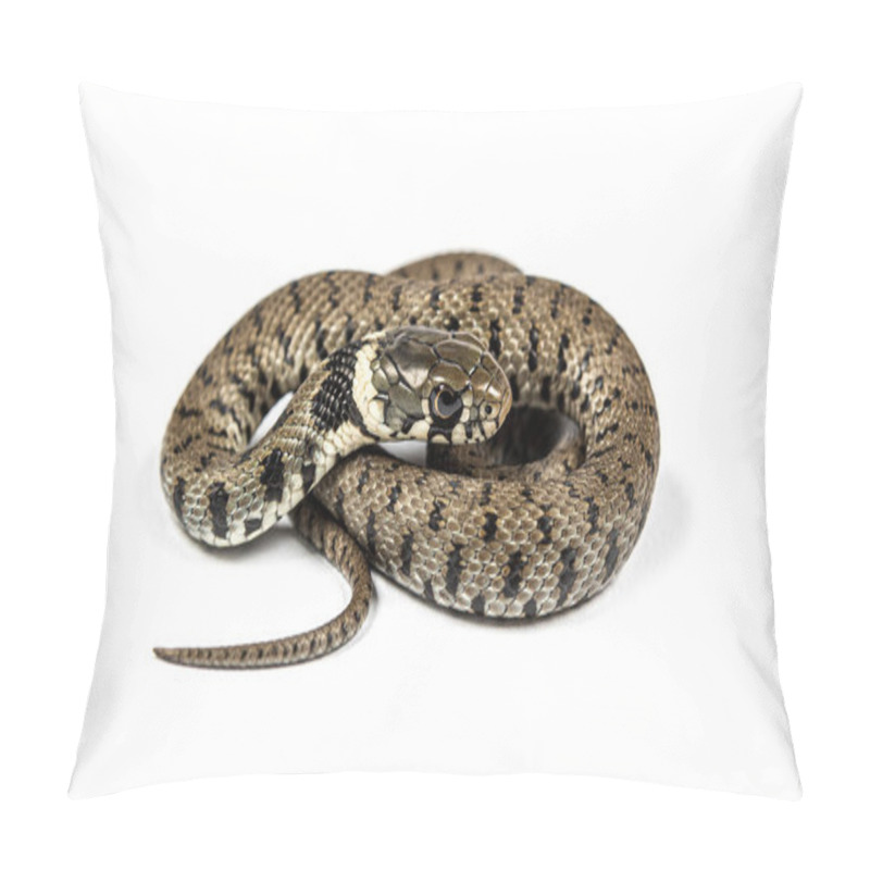 Personality  Grass Snake, Natrix Natrix, Isolated On White Pillow Covers