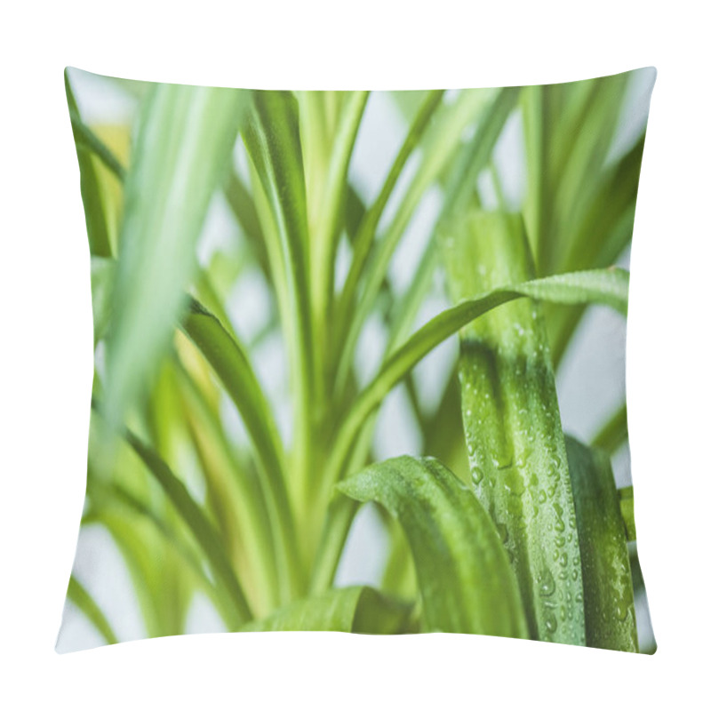 Personality  Close Up View Of Green Leaves With Water Drops On Blurred Background  Pillow Covers