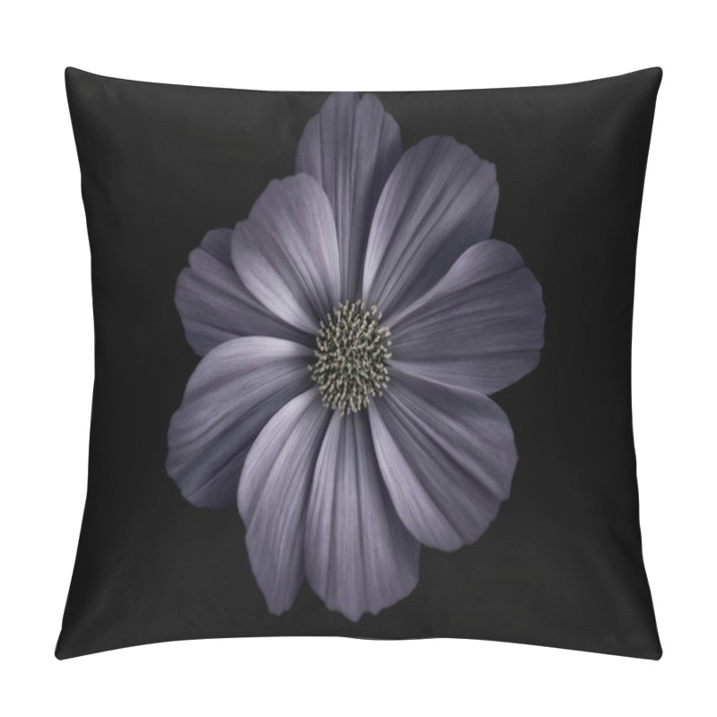 Personality  Extreme Closeup Of Garden Cosmos Flower With Dark Background Monochrome Photography Pillow Covers