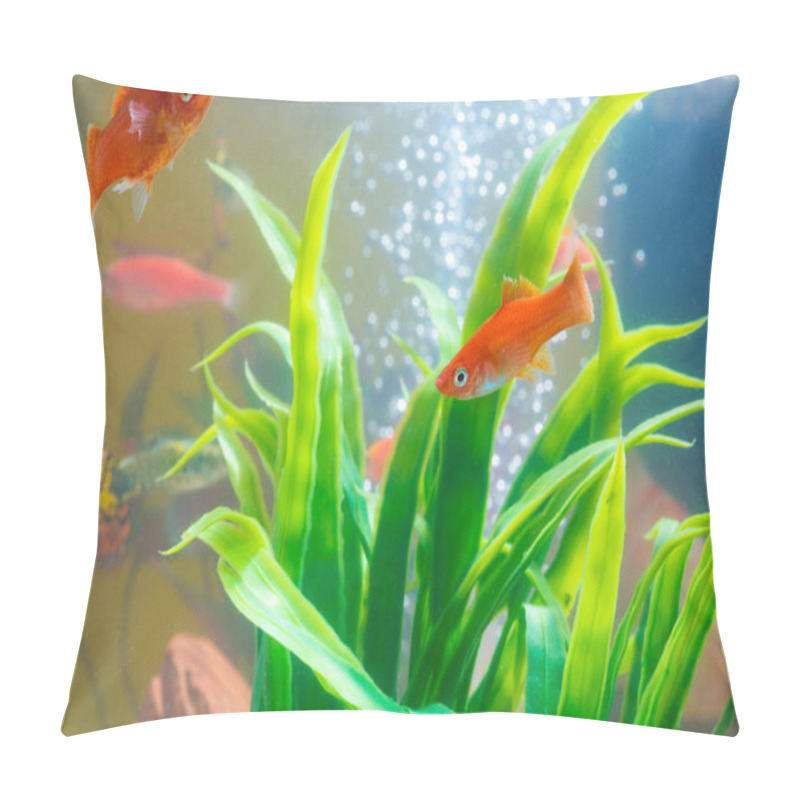 Personality  Little Red Fish With Green Plant In Fish Tank Or Aquarium Underwater Life Concept. Pillow Covers