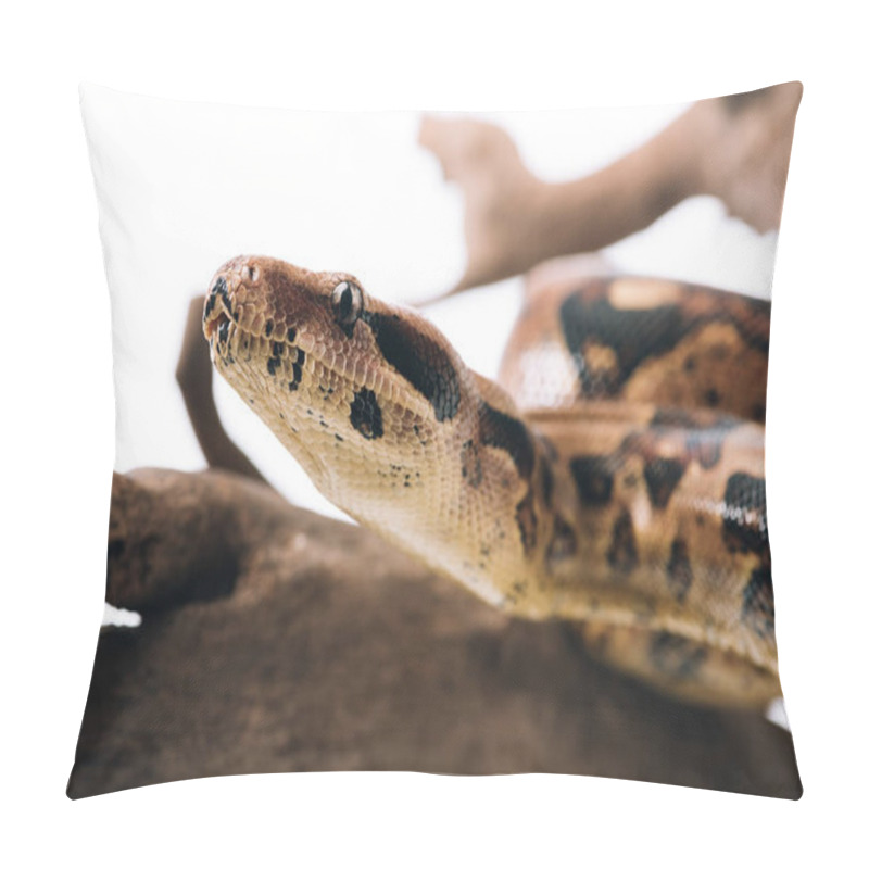 Personality  Selective Focus Of Python On Wooden Log Isolated On White Pillow Covers