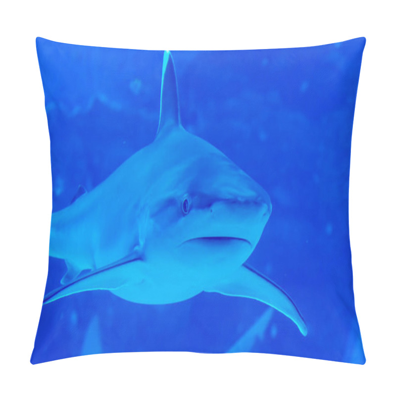 Personality  Head Focus Close Up Shot Of Sandbar Silvertip Sharks In A Blue W Pillow Covers