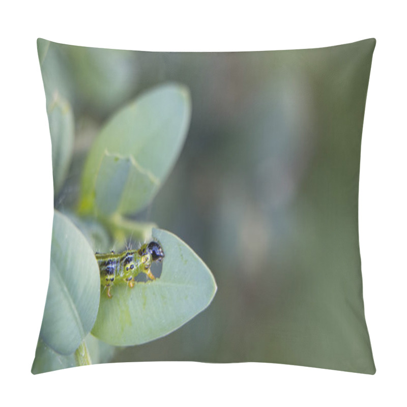 Personality  Cydalima Perspectalis As The Biggest Pest For Buxus. Pillow Covers