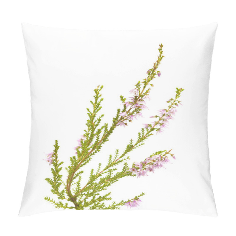 Personality  Calluna Vulgaris , Common Heather Pillow Covers