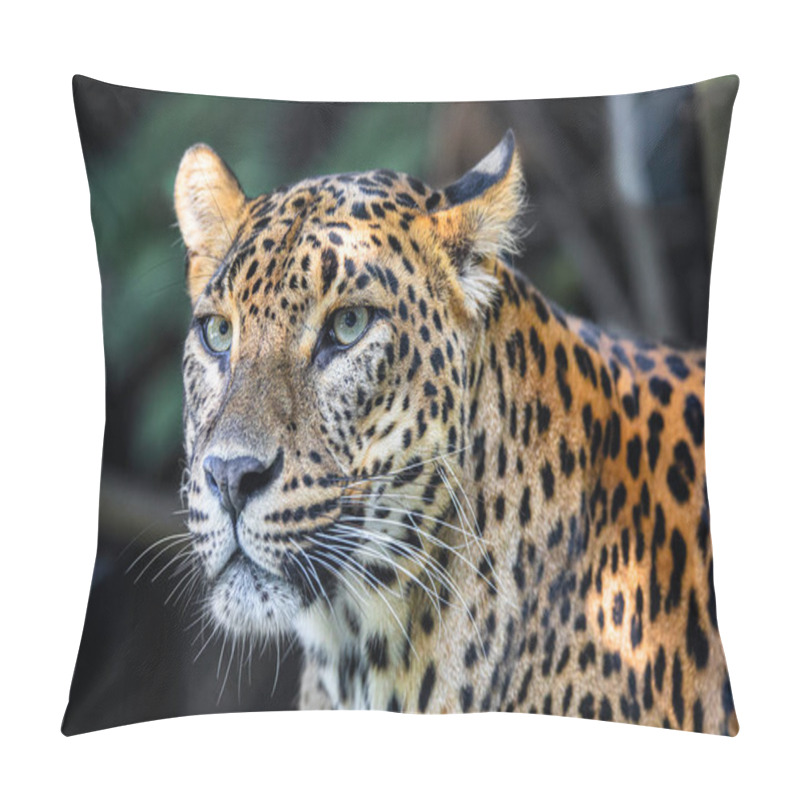 Personality  Sri Lanka Ceylon Leopard, Panthera Pardus Kotiya Pillow Covers