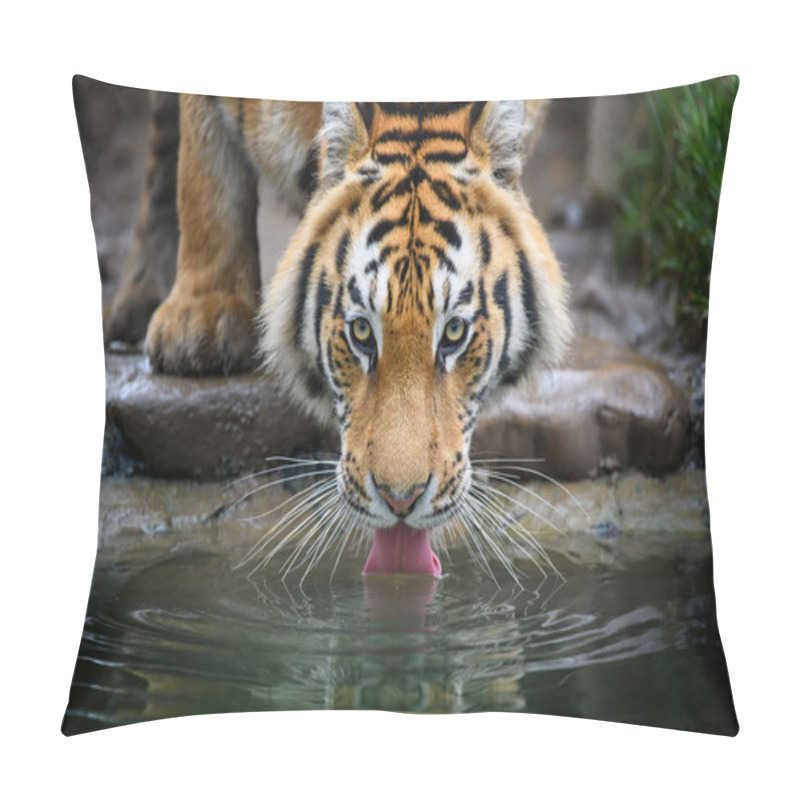 Personality  Close Up Siberian Or Amur Tiger Drinking Water From Lake. Wildlife Scene With Danger Animal Pillow Covers