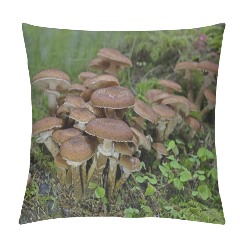 Personality  Armillaria Ostoyae (synonym Armillaria Solidipes) Is A Species Of Fungus, Pathogenic To Trees, In The Family Physalacriaceae. Pillow Covers