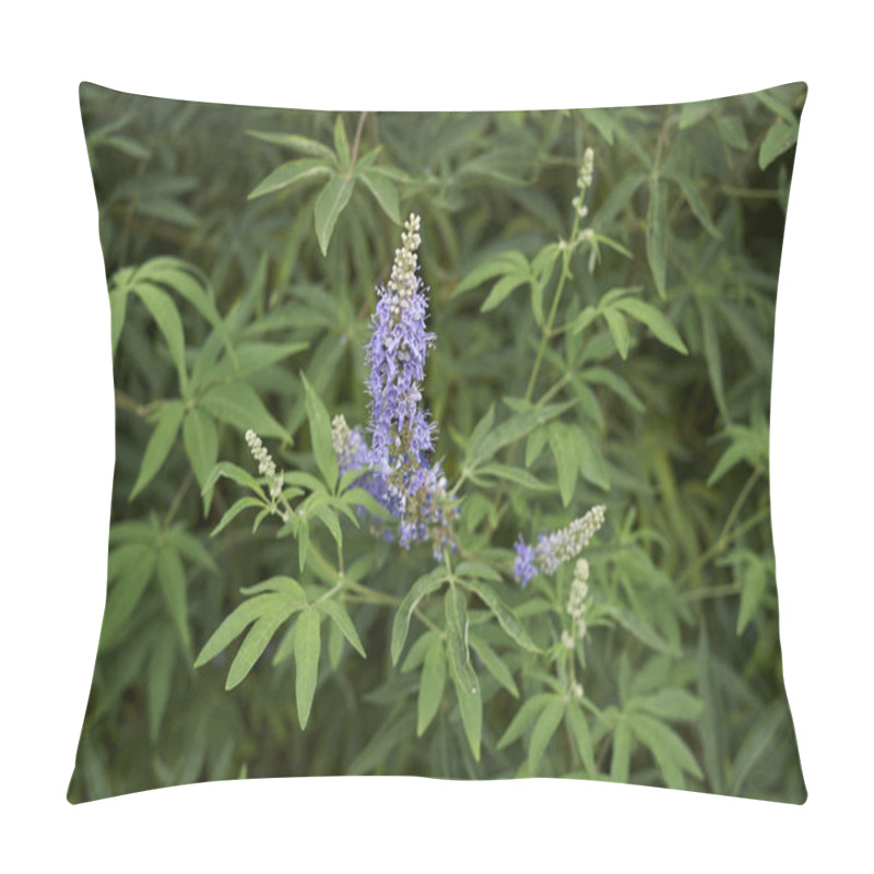 Personality  Vitex Agnus-castus Shrub In Bloom Pillow Covers