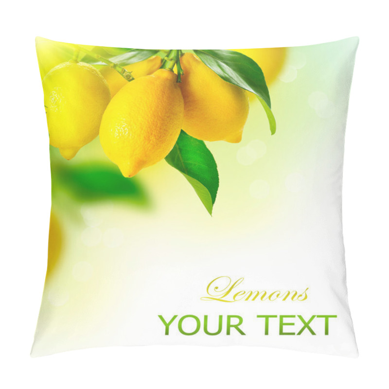 Personality  Lemon. Ripe Lemons Hanging On A Lemon Tree. Growing Lemon Pillow Covers