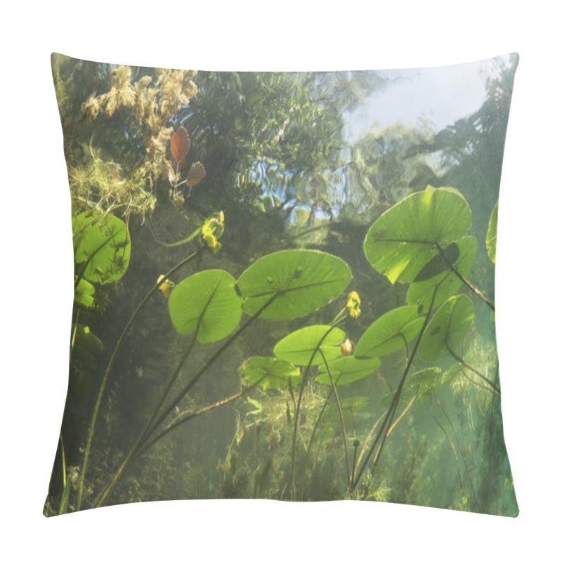 Personality  Beautiful Yellow Water Lily (nuphar Lutea) In The Clear Pound. Underwater Shot In The Fresh Water Lake. Nature Habitat. Unerwater World. Underwater View Of A Pond In Summer.  Pillow Covers