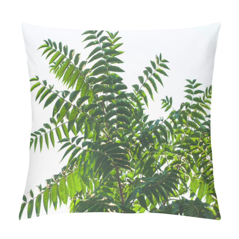 Personality  Ailanthus Altissima Flowers Ready To Bloom. Ailanto Blosson, Tree Of Heaven. Ailanthus Altissima. Nature Background. Pillow Covers