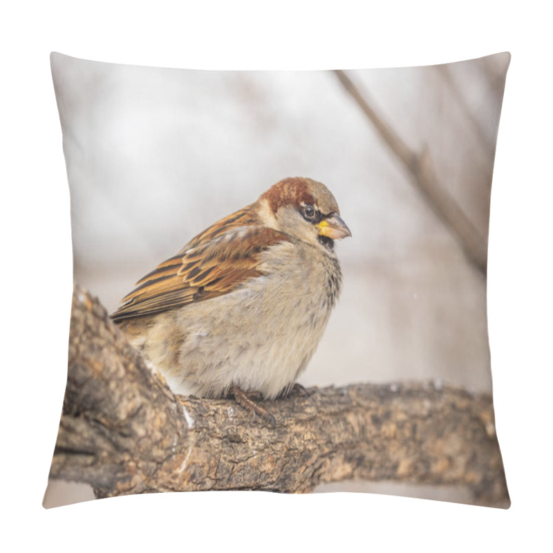 Personality  Sparrow Sits On A Branch Without Leaves. Sparrow On A Branch In The Autumn Or Winter Pillow Covers