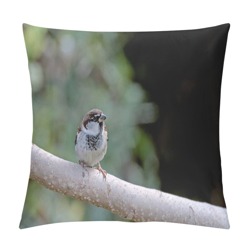 Personality  Male Italian Sparrow Or Cisalpine Sparrow (Passer Italiae), Crete Pillow Covers