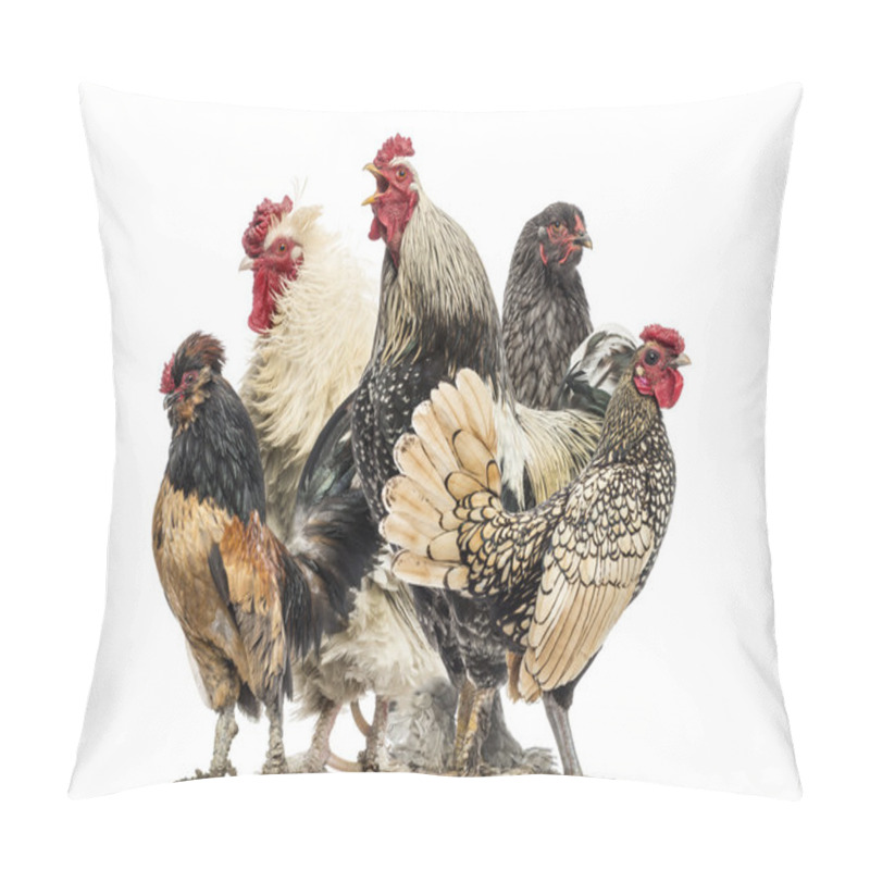 Personality  Group Of Hens And Roosters, Isolated On White Pillow Covers