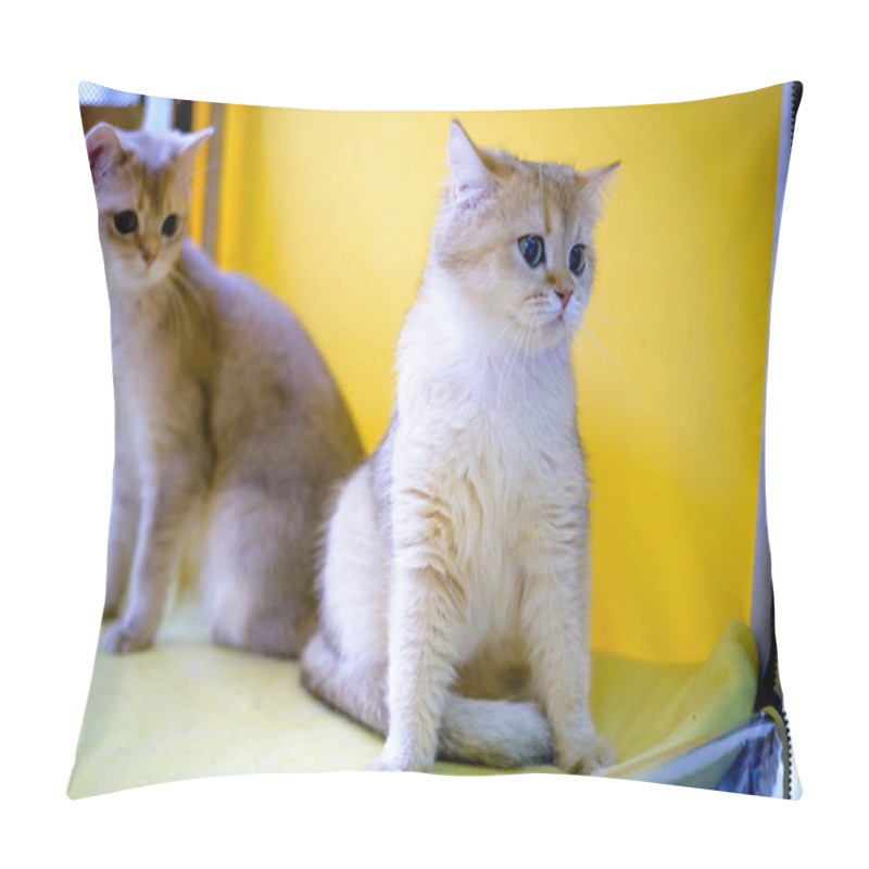 Personality  Cat Of The Breed Burmilla Shorthair Pillow Covers