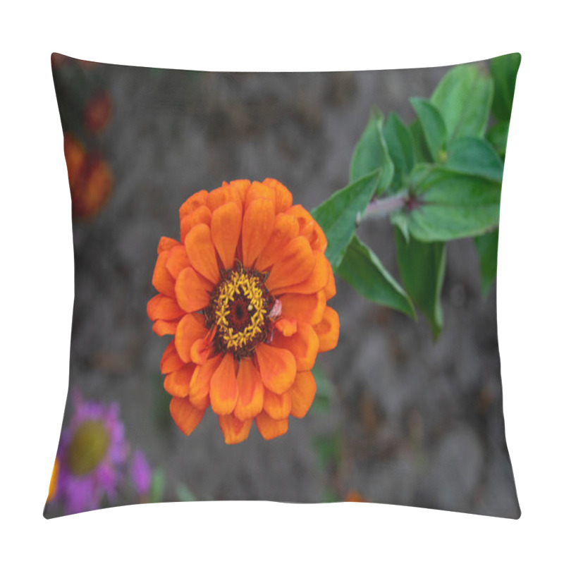 Personality  Orange Zinnia Flower Blossom. Close Up Pillow Covers