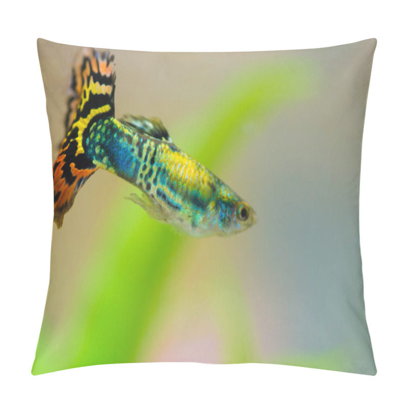 Personality  Little Fish In Fish Tank Or Aquarium, Gold Fish, Guppy And Red Fish, Fancy Carp With Green Plant, Underwater Life Concept. Pillow Covers