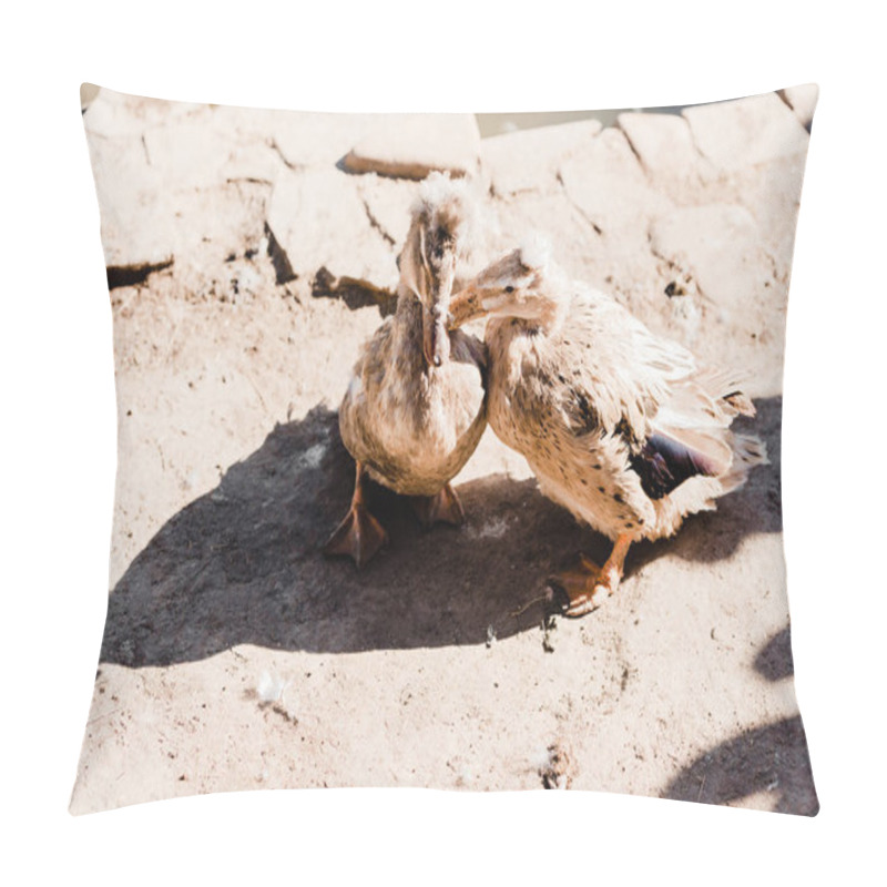 Personality  Shadows Near Cute Ducks In Zoo Pillow Covers