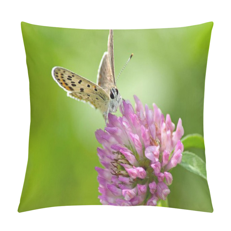 Personality  Close Up Of A Butterfly On A Pink Flower Pillow Covers