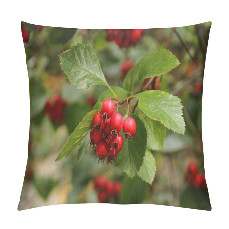 Personality  Hawthorn Branch With Red Berries On A Beautiful Autumn Background Of Green Foliage, Environmental Concept, Close-up, Copy Space Pillow Covers