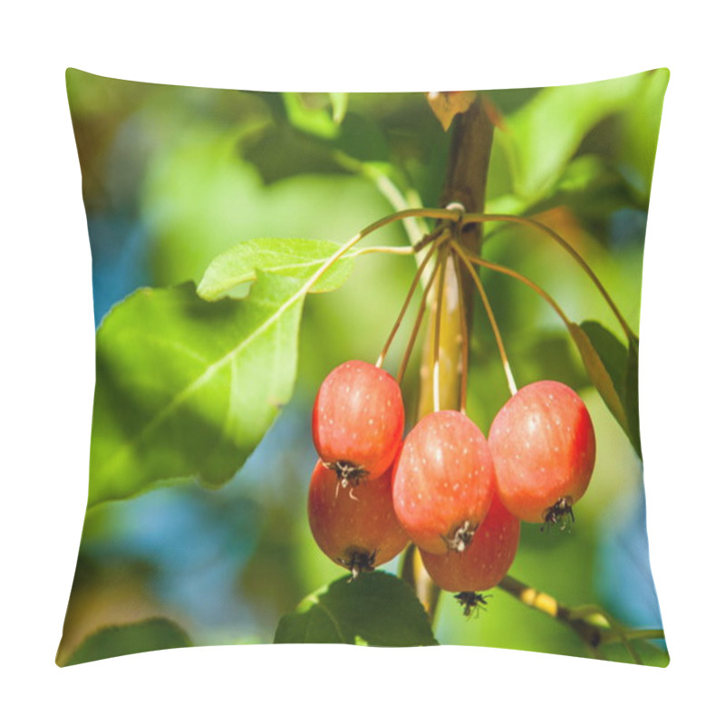 Personality  Crabapple And Wild Apple. Malus  Is A Genus Of About  Species Of Small Deciduous Apple Trees Or Shrubs In The Family Rosaceae Pillow Covers