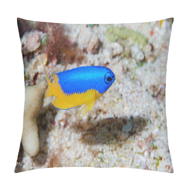 Personality  Yellow-Belly Damsel Pomacentrus Auriventris Pillow Covers