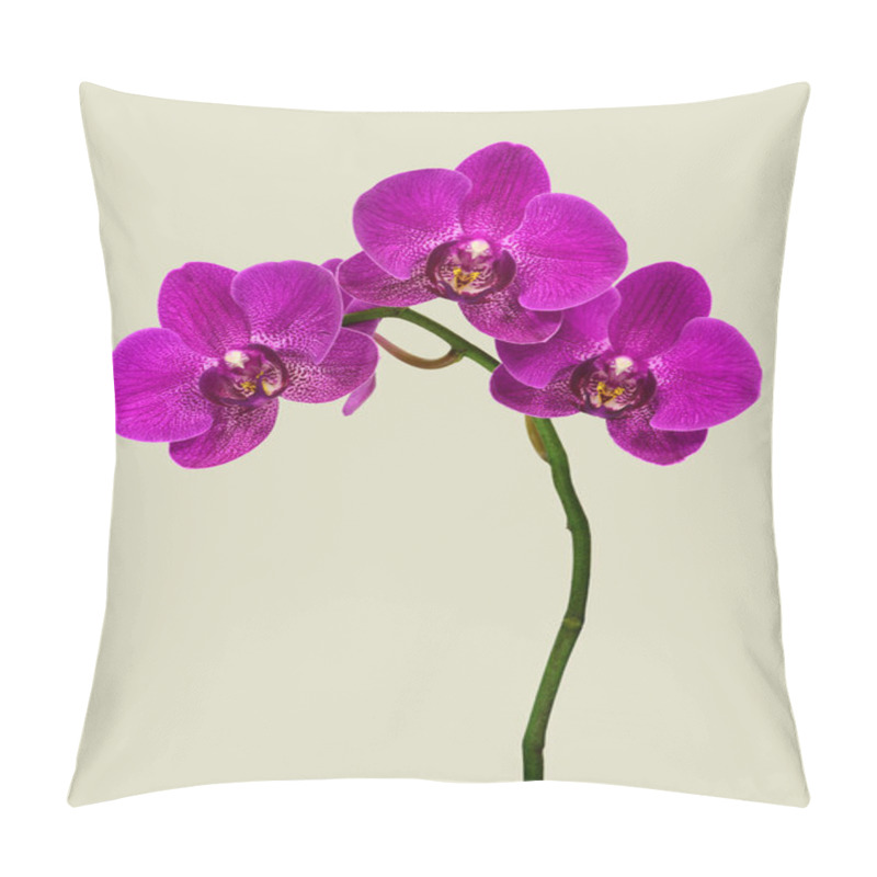 Personality  Macro High Resolution Of Dendrobium Orchids Pillow Covers