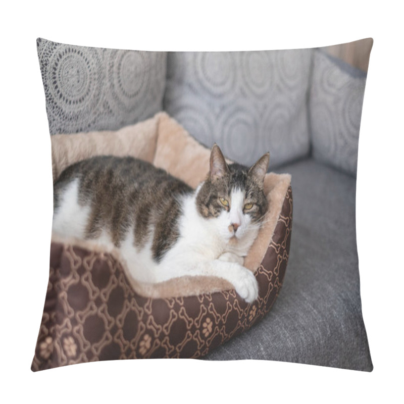 Personality  A Content Cat Lies Leisurely In Its Soft Bed, Basking In Comfort On A Couch Adorned With Decorative Pillows, Creating A Peaceful Ambiance At Home. Pillow Covers