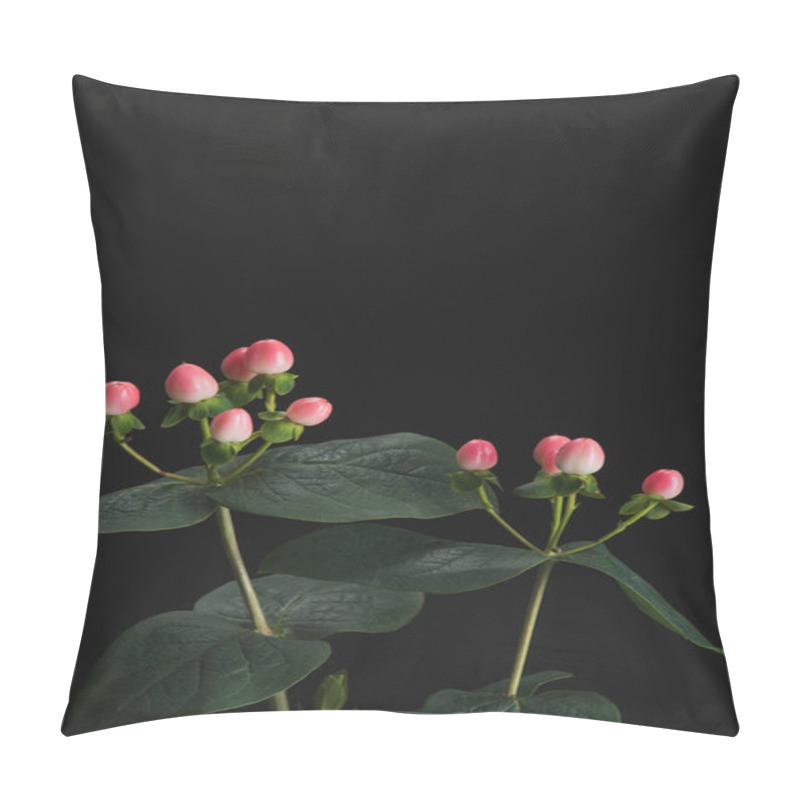 Personality  Close Up View Of Plants With Pink Hypericum Berries Isolated On Black Pillow Covers