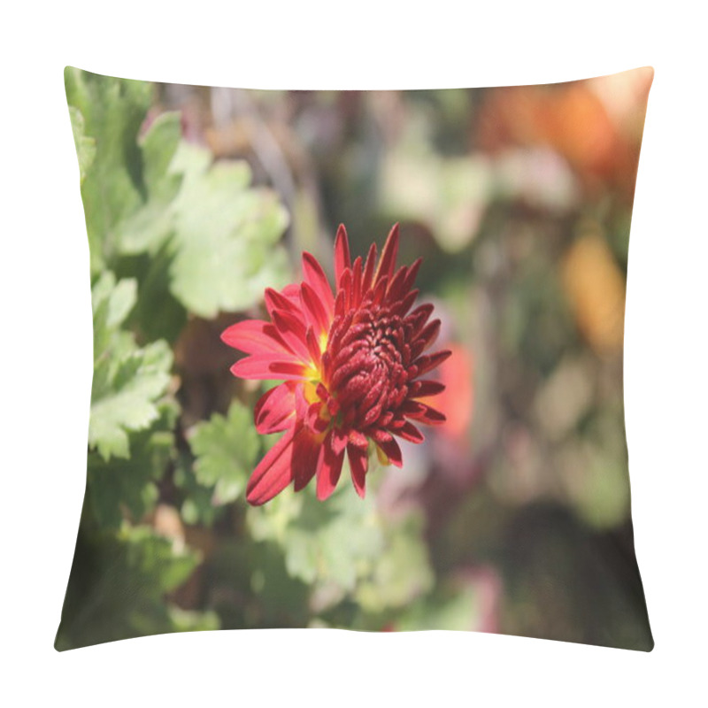 Personality  Chrysanthemum, Spoon Mums Or Chrysanths Pillow Covers