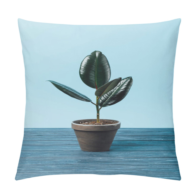 Personality  Close Up View Of Ficus Plant In Flowerpot On Wooden Surface On Blue Pillow Covers