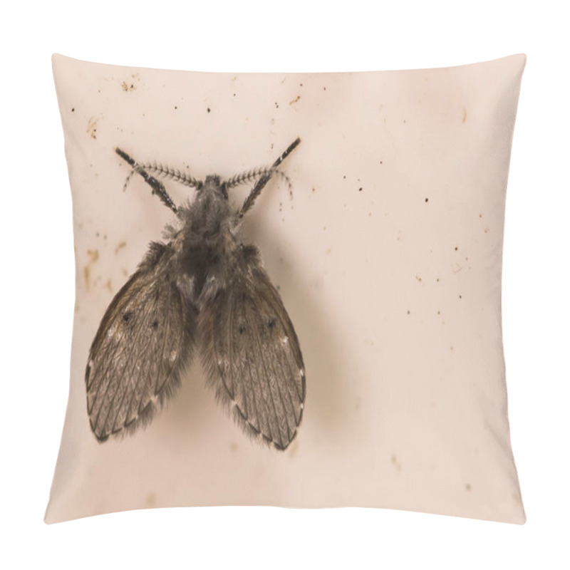 Personality  A Close Up Of A Moth Fly Pillow Covers