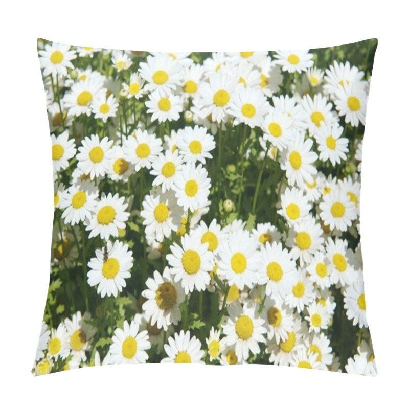 Personality  White Chamomiles Pillow Covers